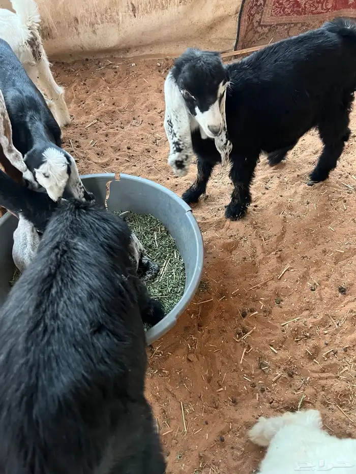 غنم تيوس وجفار للبيع العدد 11الموقع الخرج 2