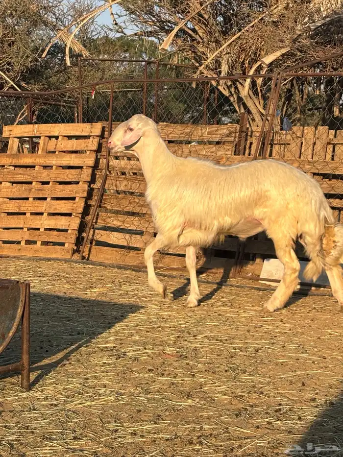 فحل أصفر أبرص 2