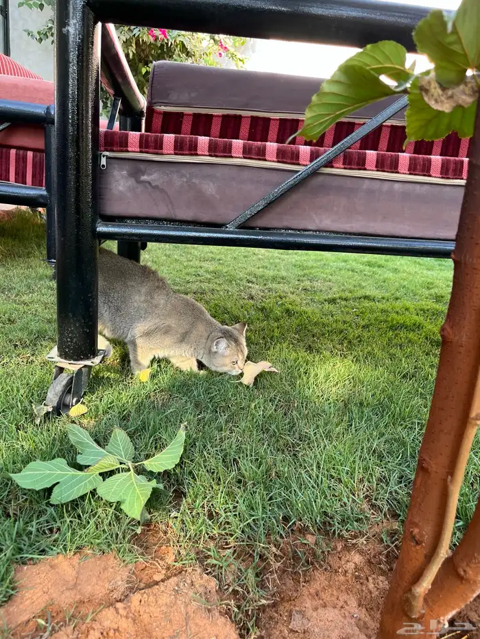 قط ذكر سكوتش ستريت 0