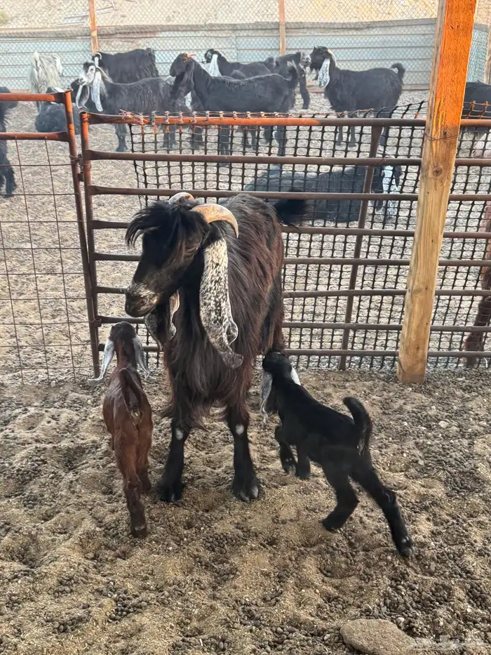 رغثه متاومه 1