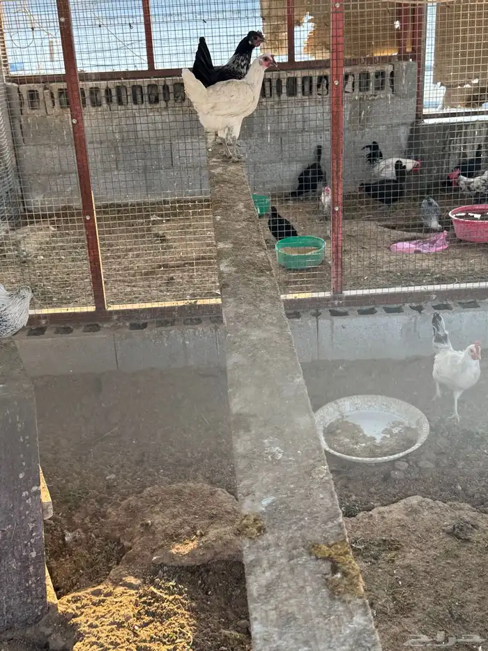 دجاج ودياكه 5