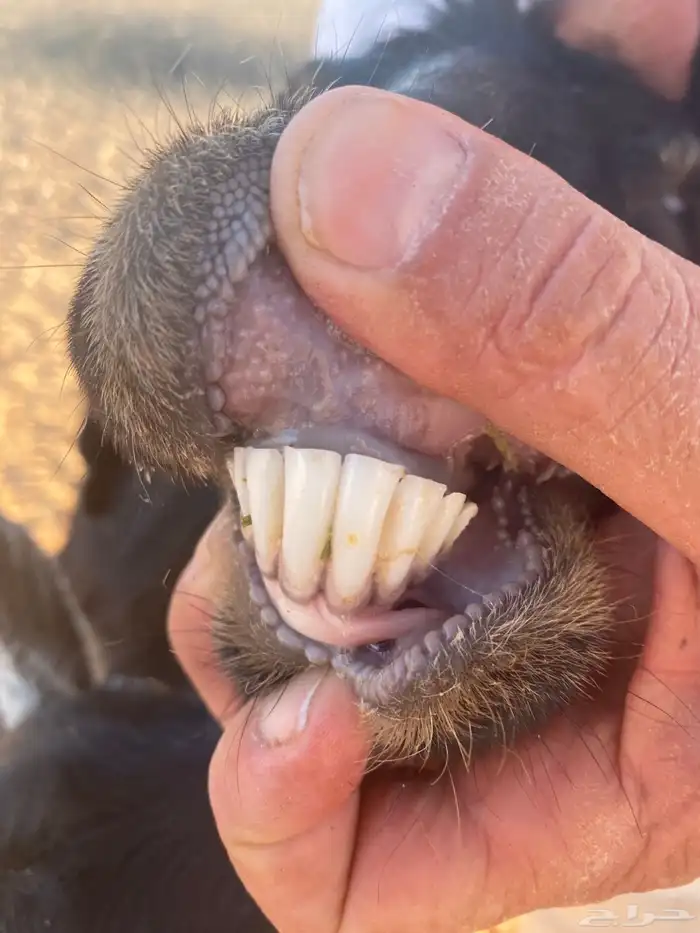 عنزين معهن تيسين اخر سومه يربح 6