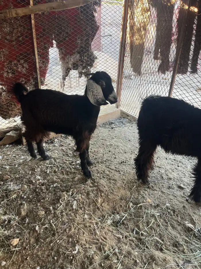 جفره وتيس فل شحم الموقع القوباء 0