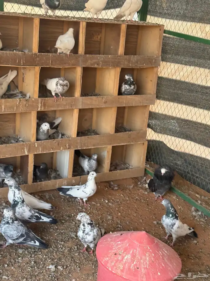 حمام باكستاني موضح طيرانه بالفيديو 0