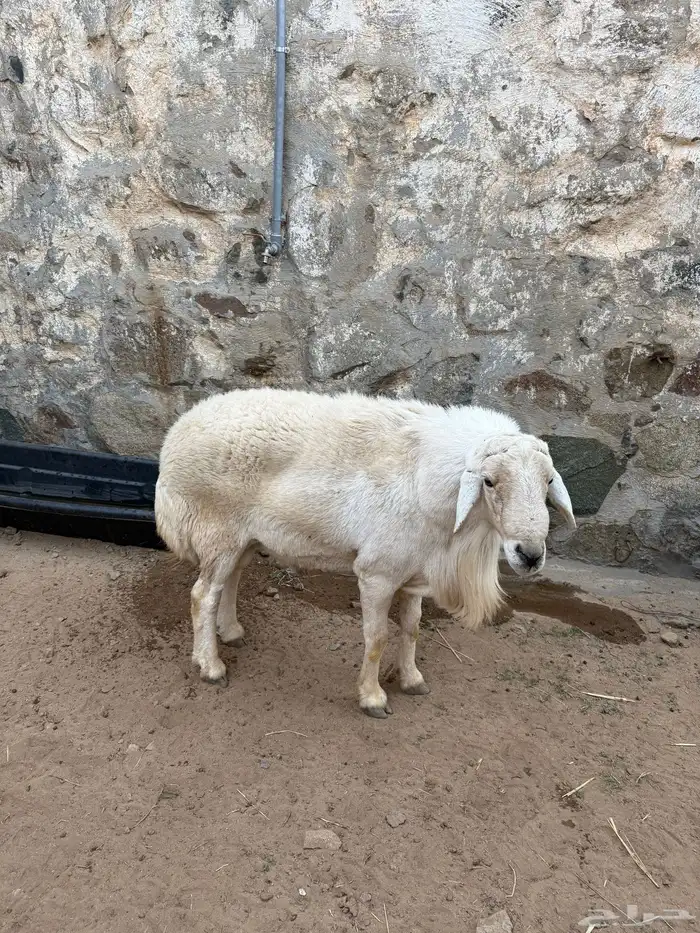 خروف فحل على الشرط ضراب ومالطيه 3