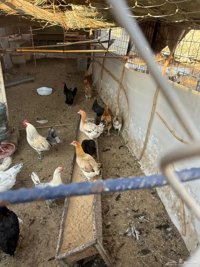 دجاج بلدي بياض نظيف للبيع 0