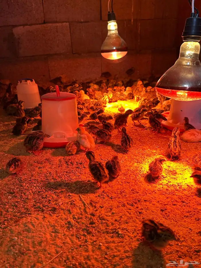 صوص سمان فري 1