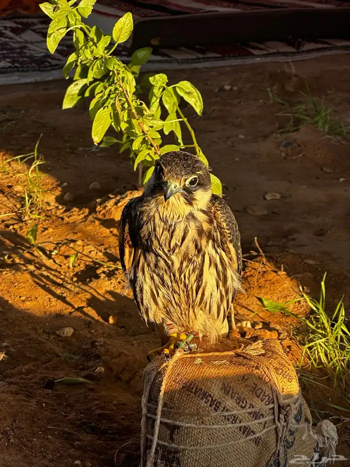 بكه او جليميه 8