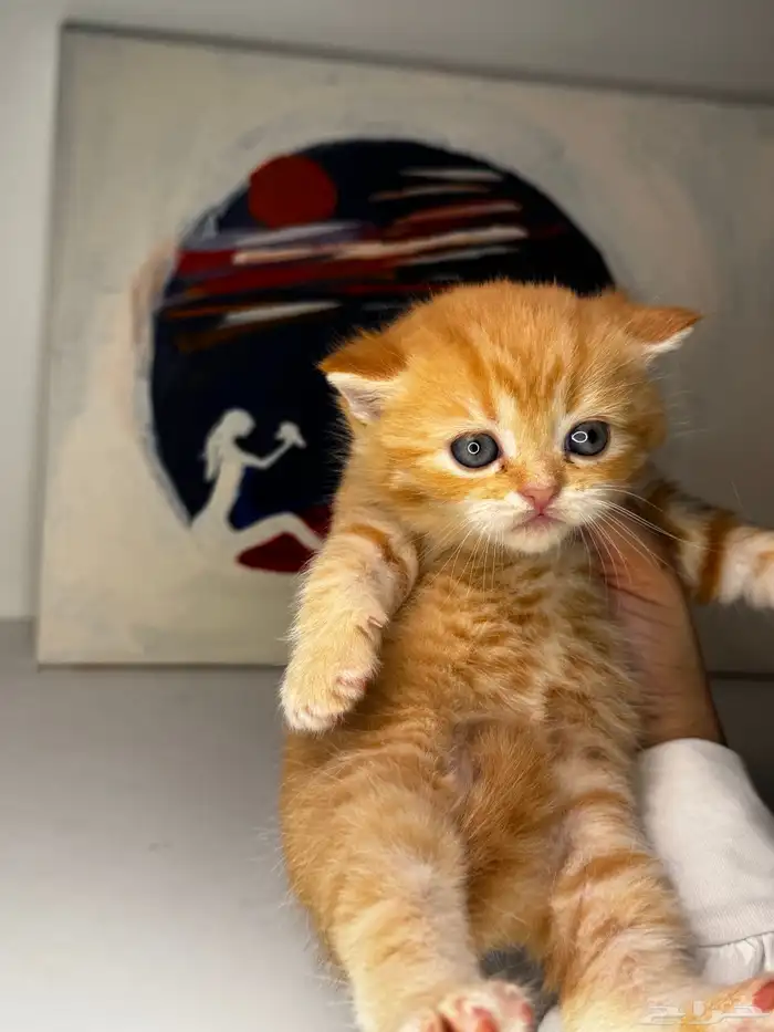 سكوتش فولد 6