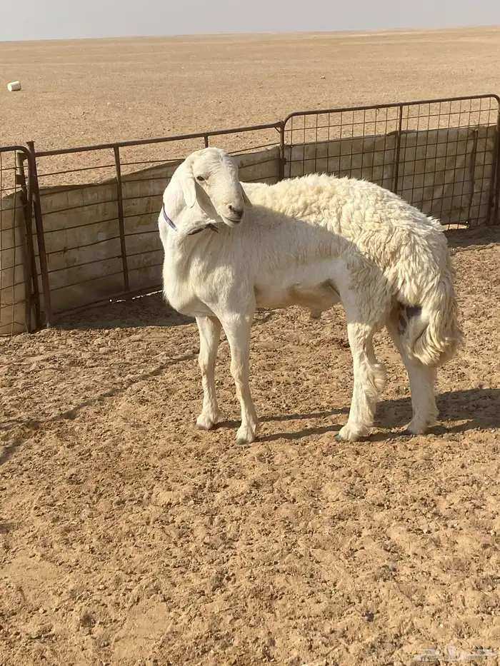 خروف حري صنف رباع مشروط 3