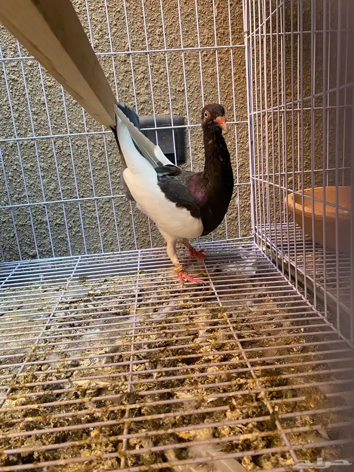 زوج دنش مسوبع 0