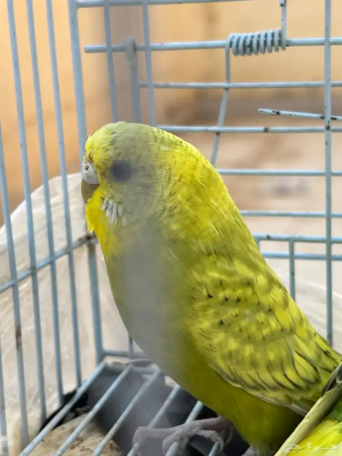 طيور بادجي تم البيع 1