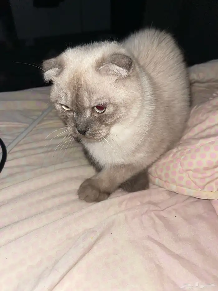 قط سكوتش للتبني 1