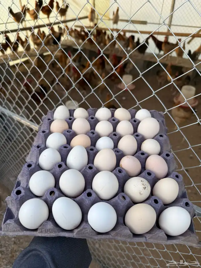 دجاج بلدي بياض العدد حول 100 5