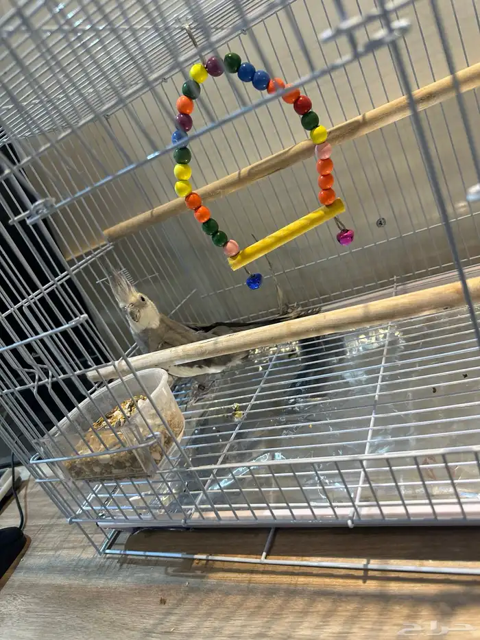 طير كروان للبيع 2