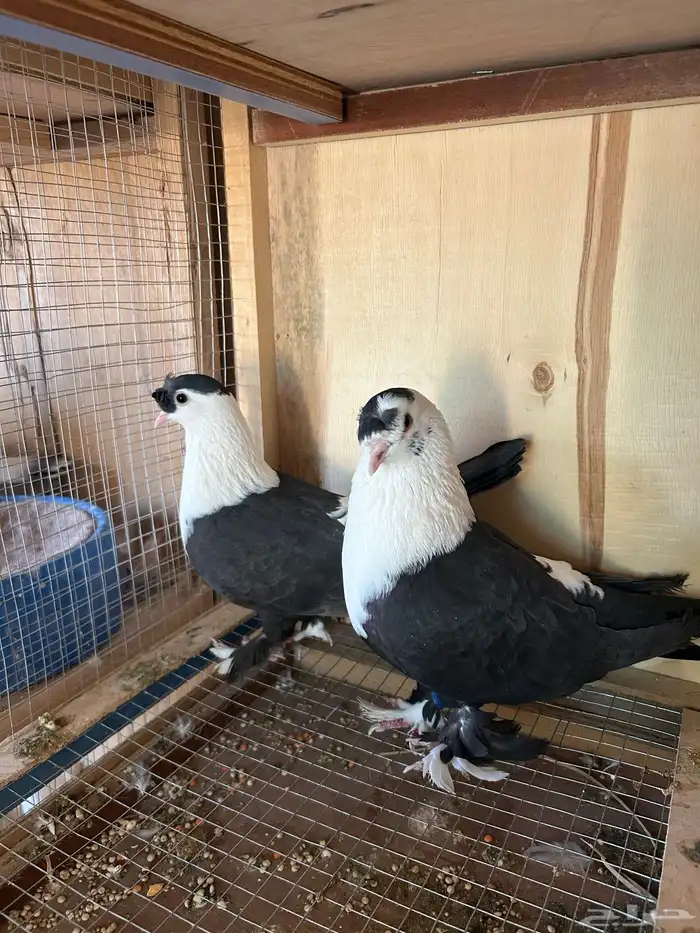 للبيع حمام 2