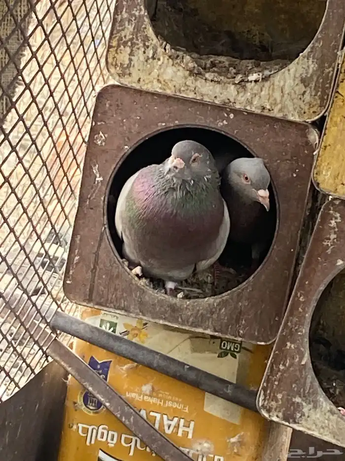 تم البيع الله يبارك لرعيه 0