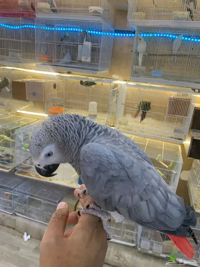 للبيع ببغاء كاسكو ثلجي 3