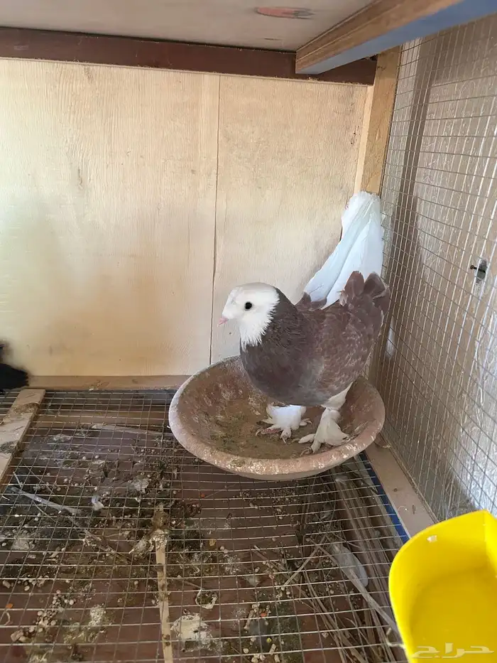 للبيع حمام 4