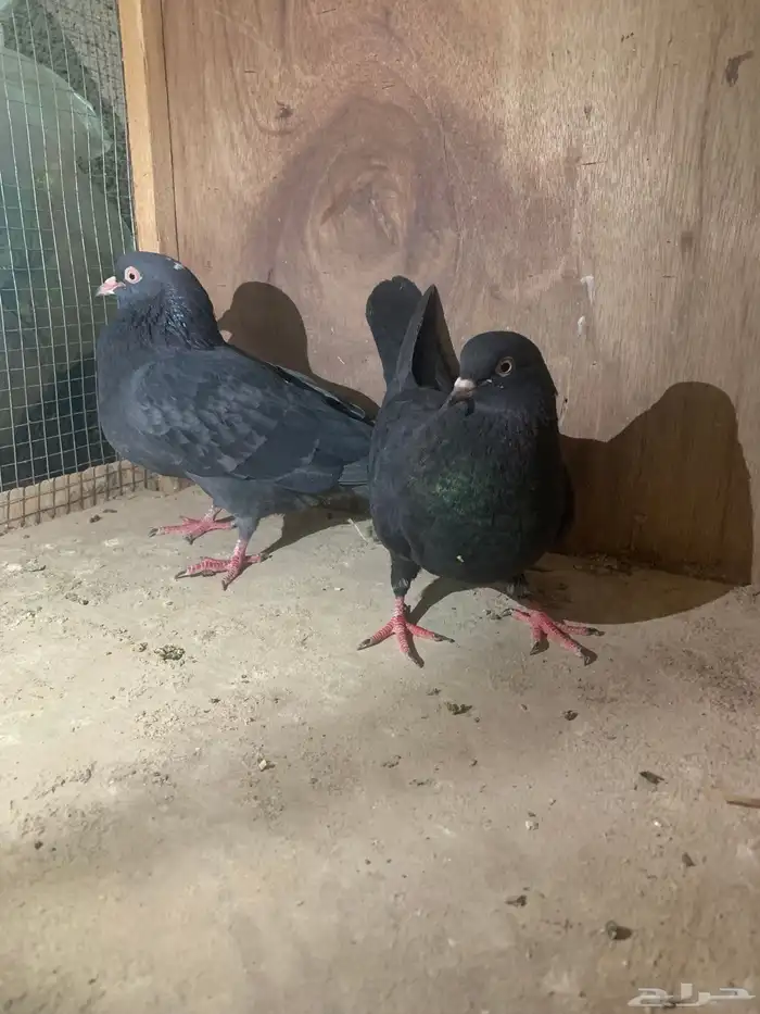 جوزين قطايف منتجات كل جوز معه فرخين ل البيع 0