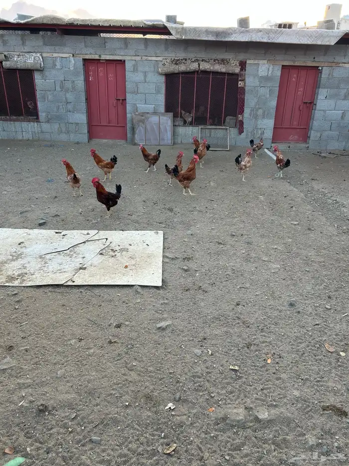 ديوك بلديه 0