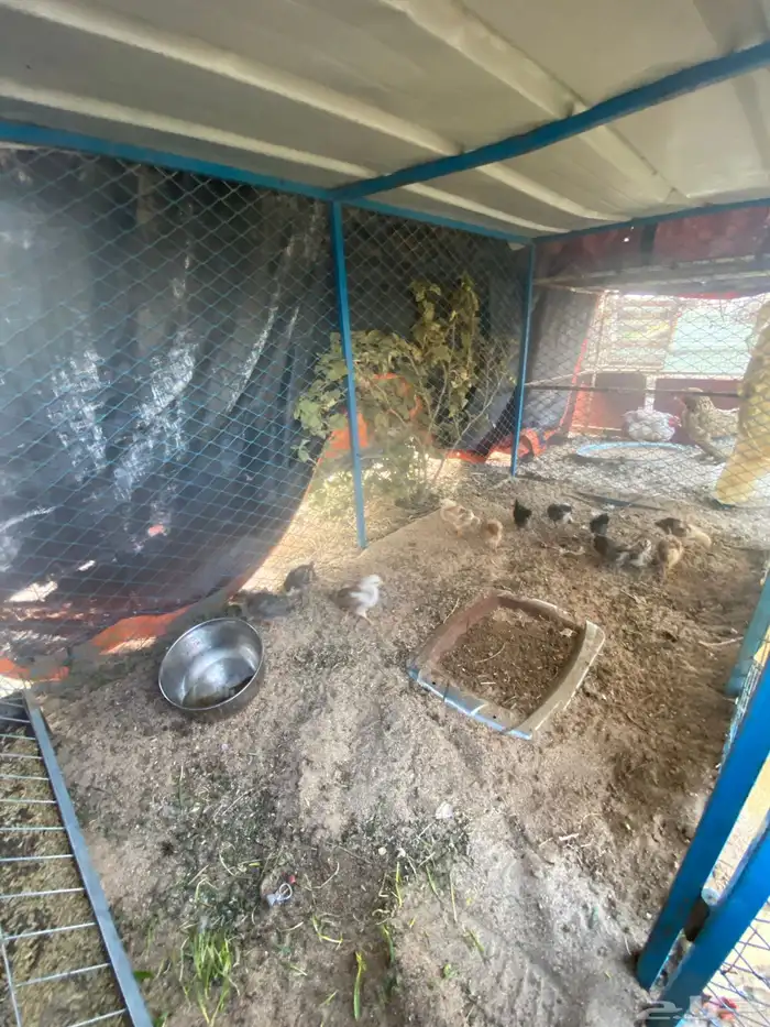 صيصان بلدي العدد 12 0