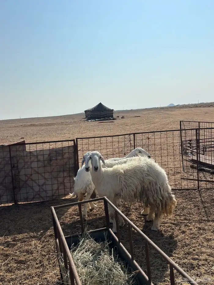 شياه 3 مقرعات 0