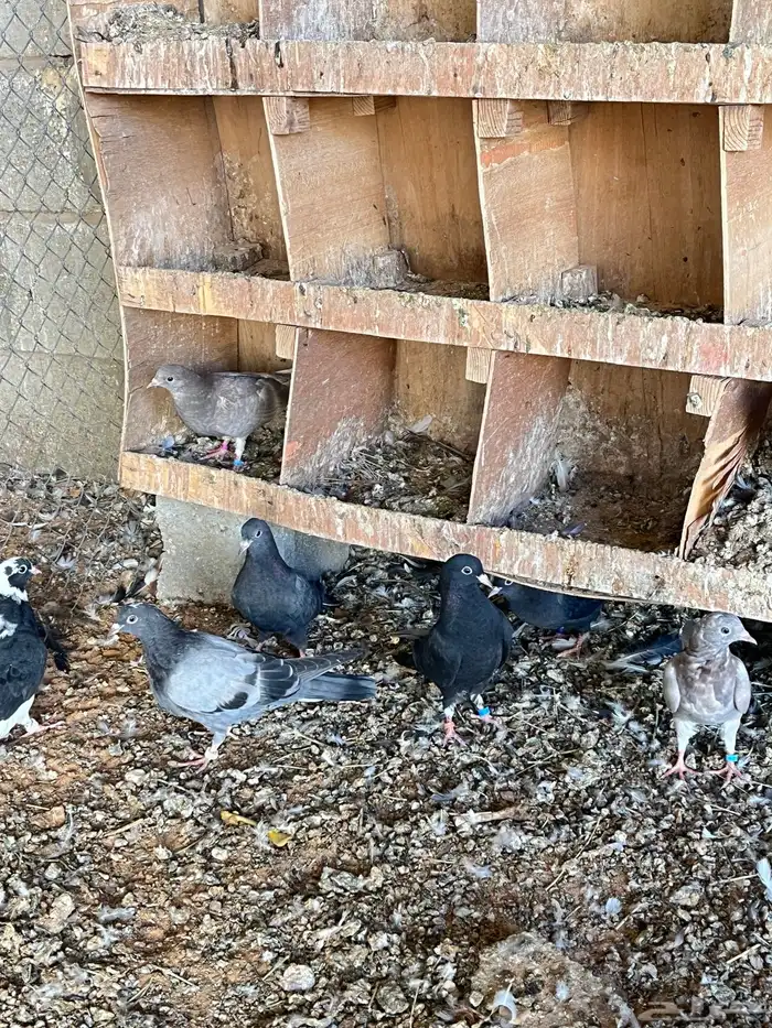 حمام طبات قطيفي 3