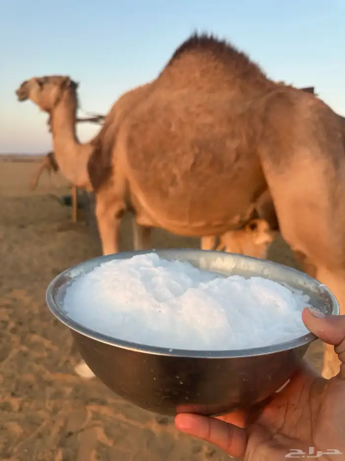 خلفه حمرا طيبه 0