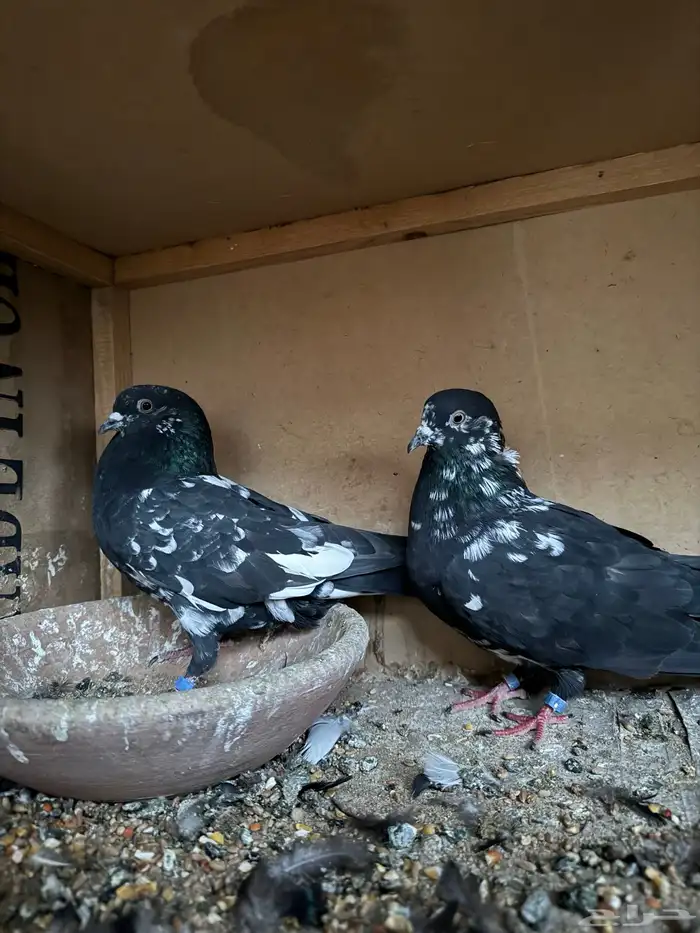 حمام باكستاني رام 0