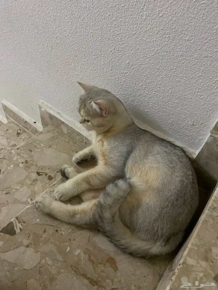 بسه مفقود اسمه ليون و ناديه بسبس 3