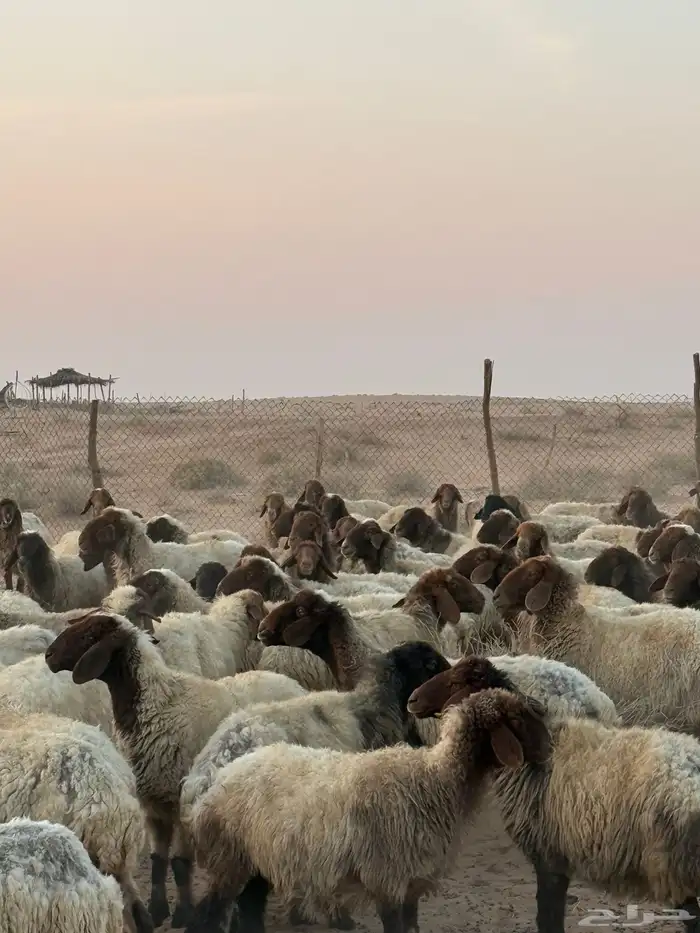 غنم مراح واحد مواليد العدد حدود 150 14