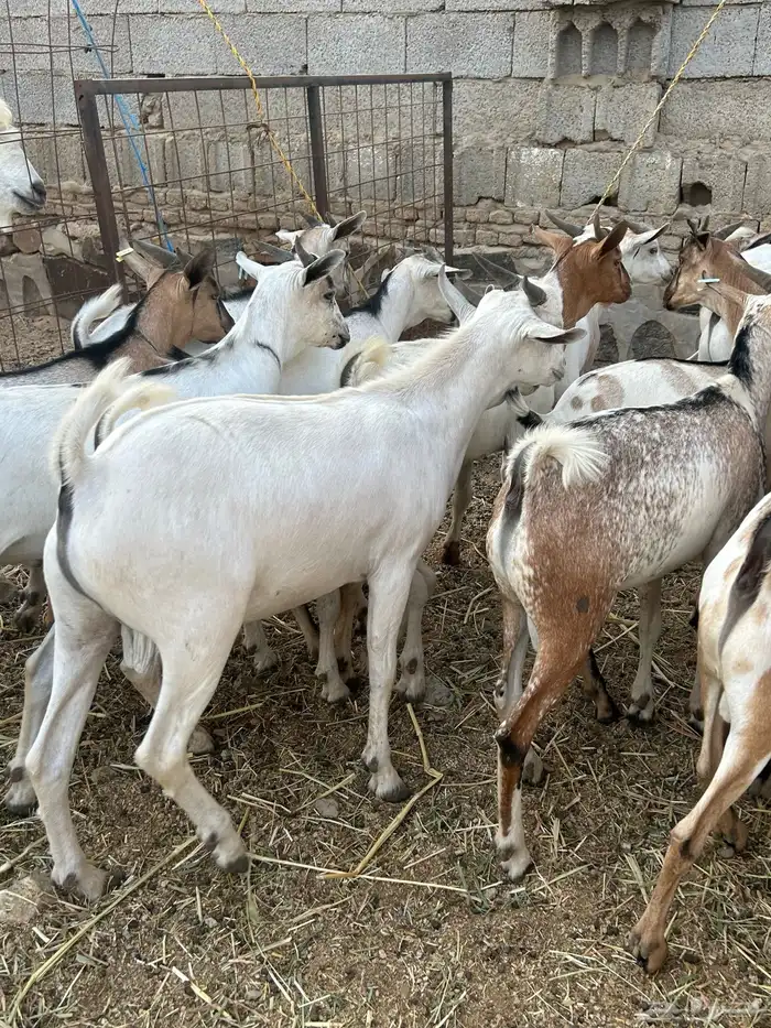 تيوس مرابي 5