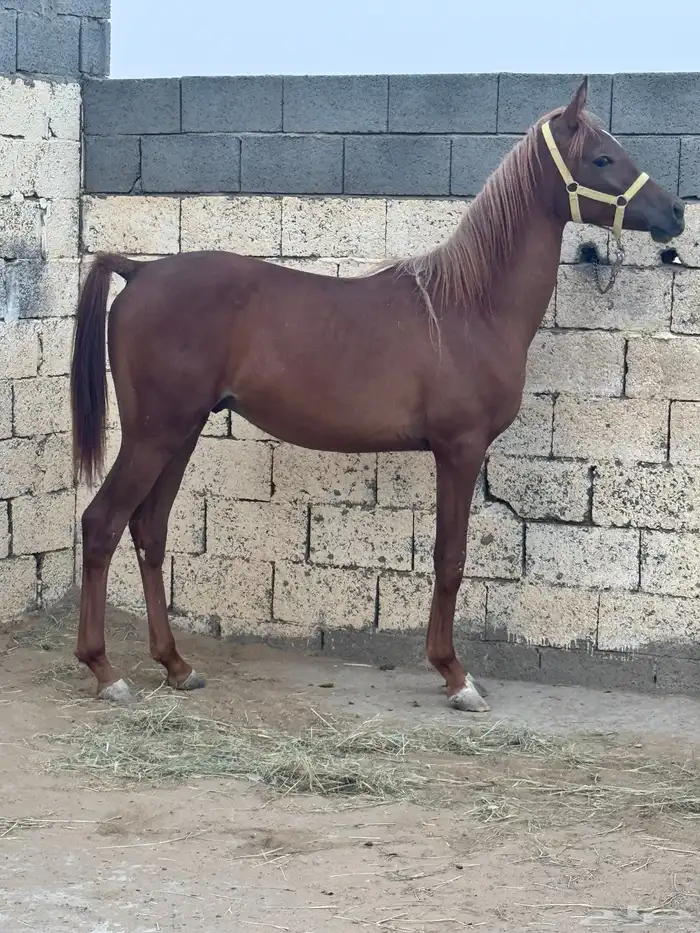 مهر واهو اشقر 0