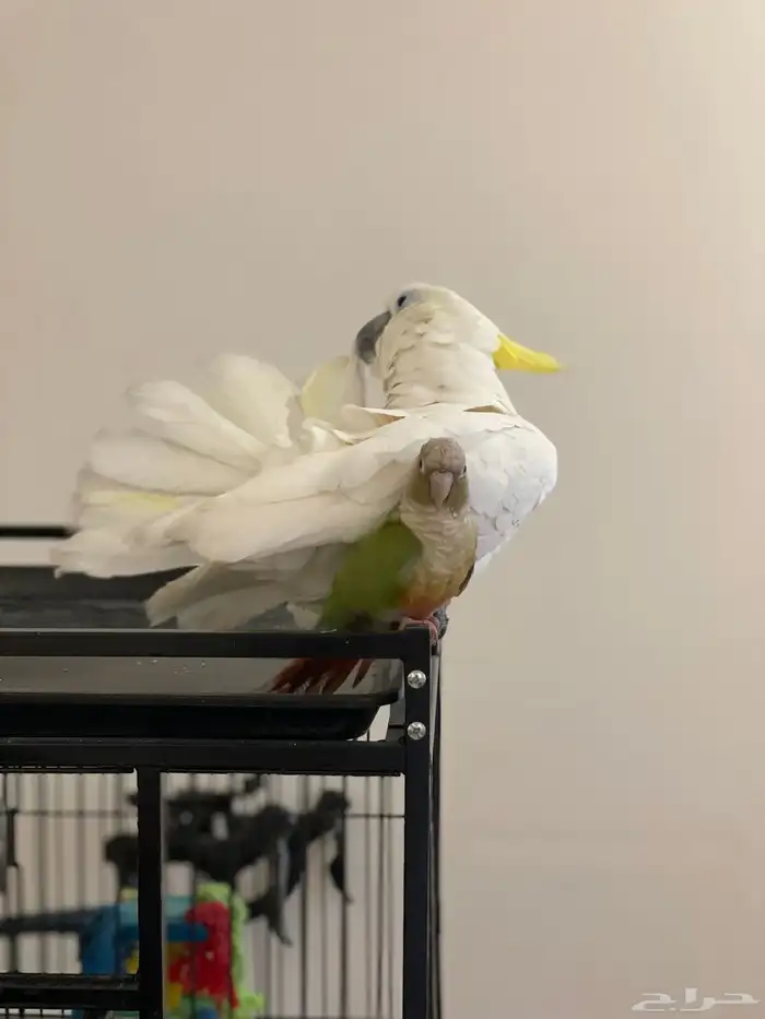 كوكاتو سلفر كرستد حجم جامبو 6