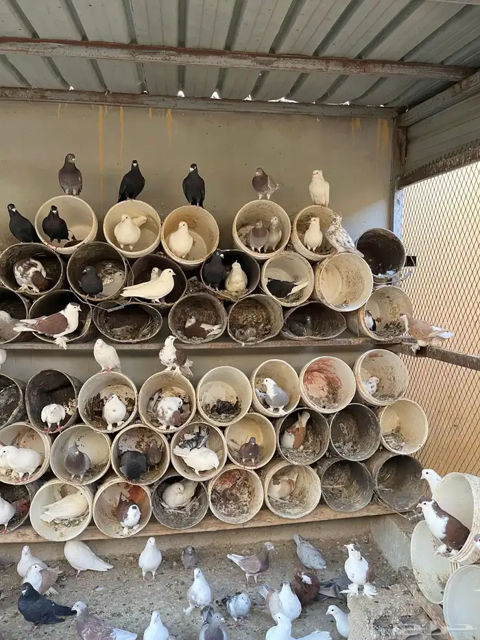 أجواز حمام مشكله 3