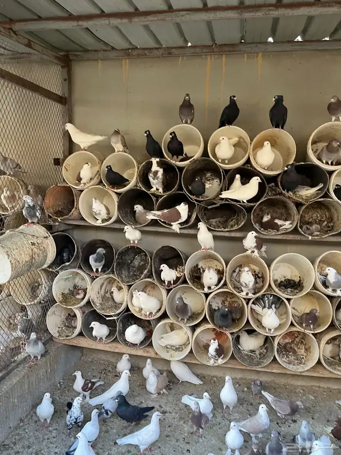 أجواز حمام مشكله 5