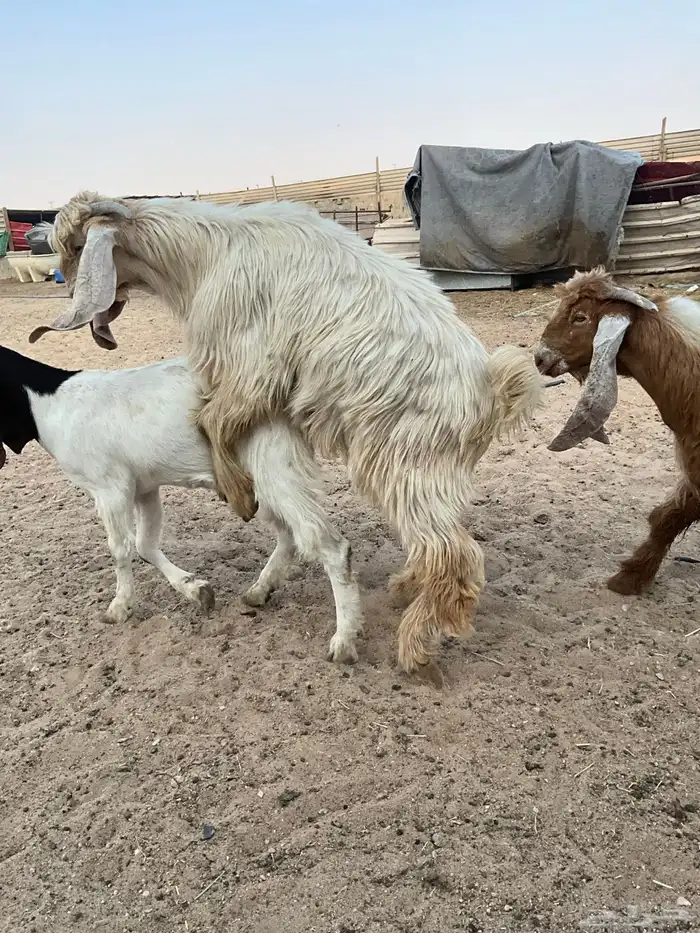 تيوس عوارض صفر 7