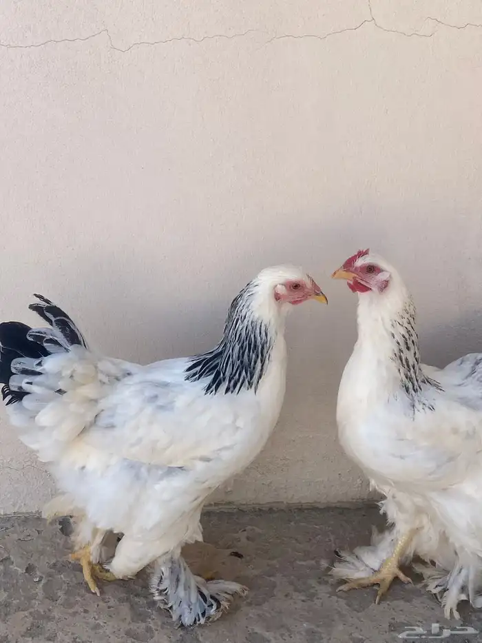 دجاج براهما دم صافي كولمبي 6