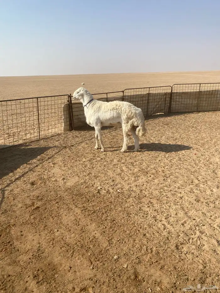 خروف حري صنف رباع مشروط 4