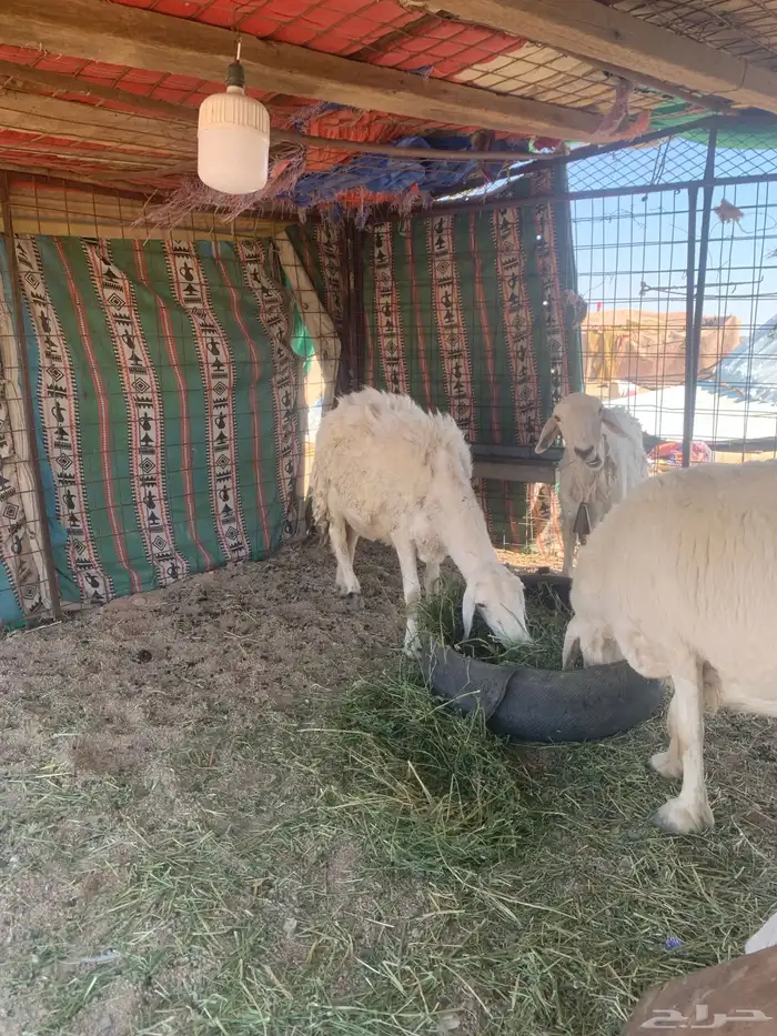 البيع غنام حريتا 8