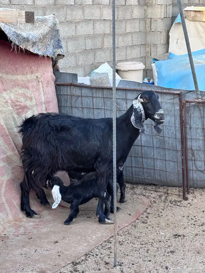 عنز معها 2 بالدوادمي 0