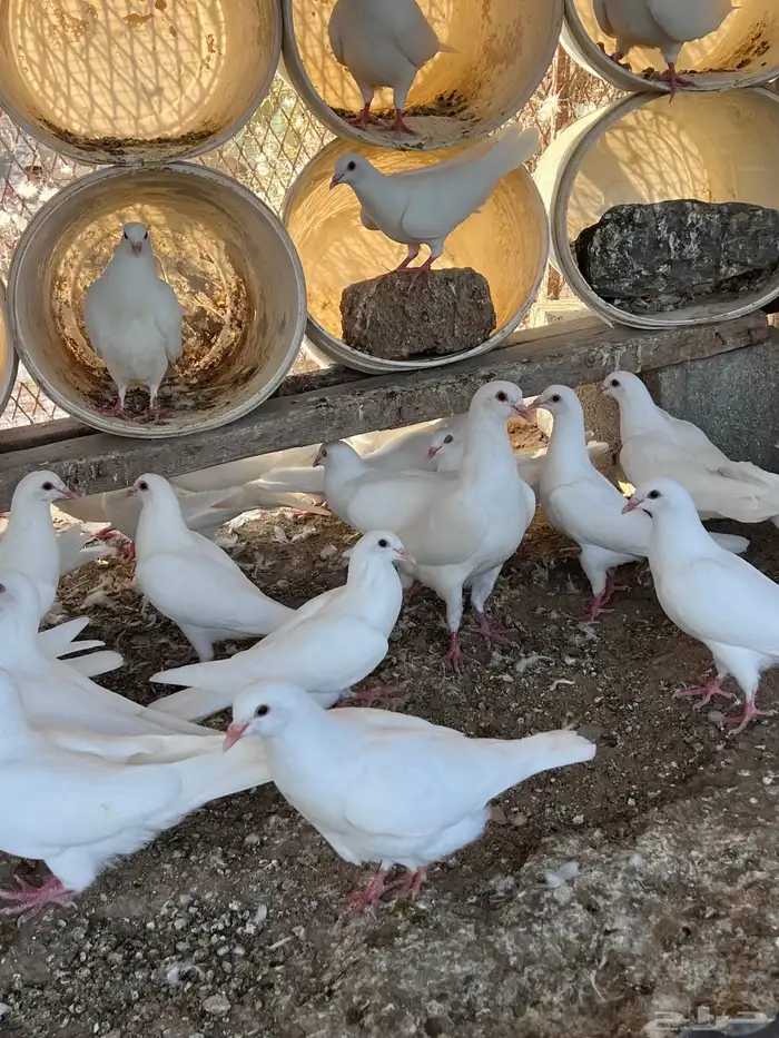 طبات حمام فرنسي 4