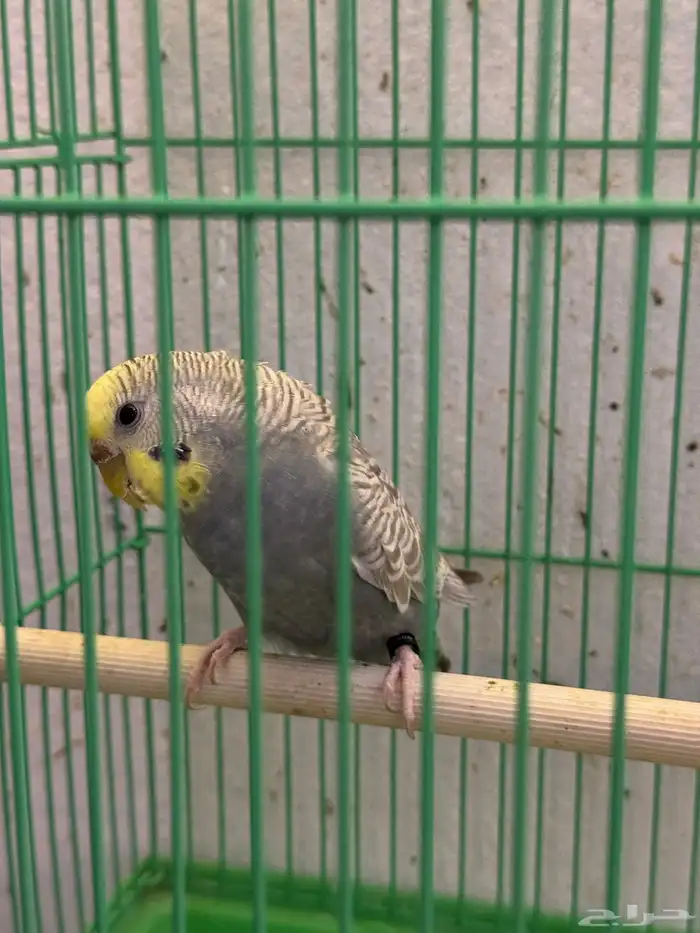 انثى بادجي هولندي 2