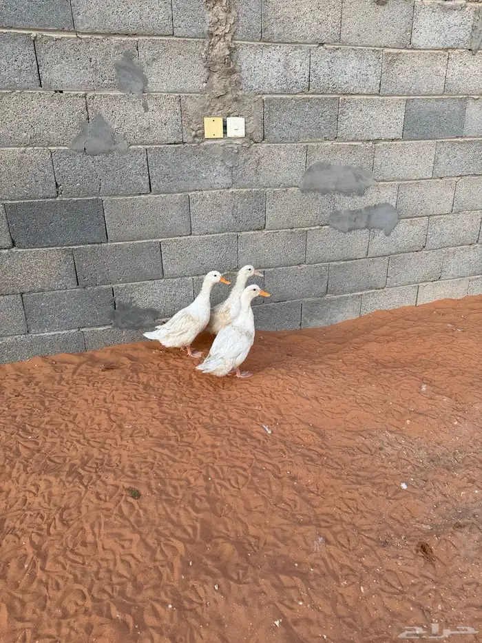 بط العدد ثلاث حبات 0