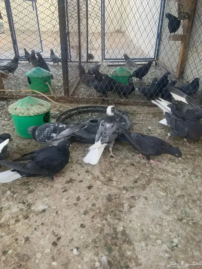 حمام قطيفي 2