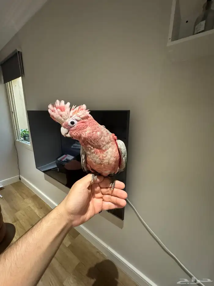 ببغاء كوكاتو جالا 4