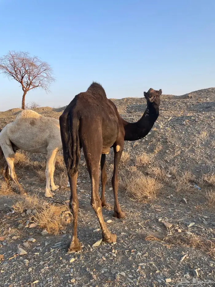 بكره ملحا رباع 7