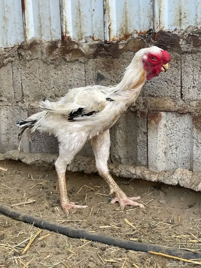 طقم ديك وثلاث دجاج فارسي 2