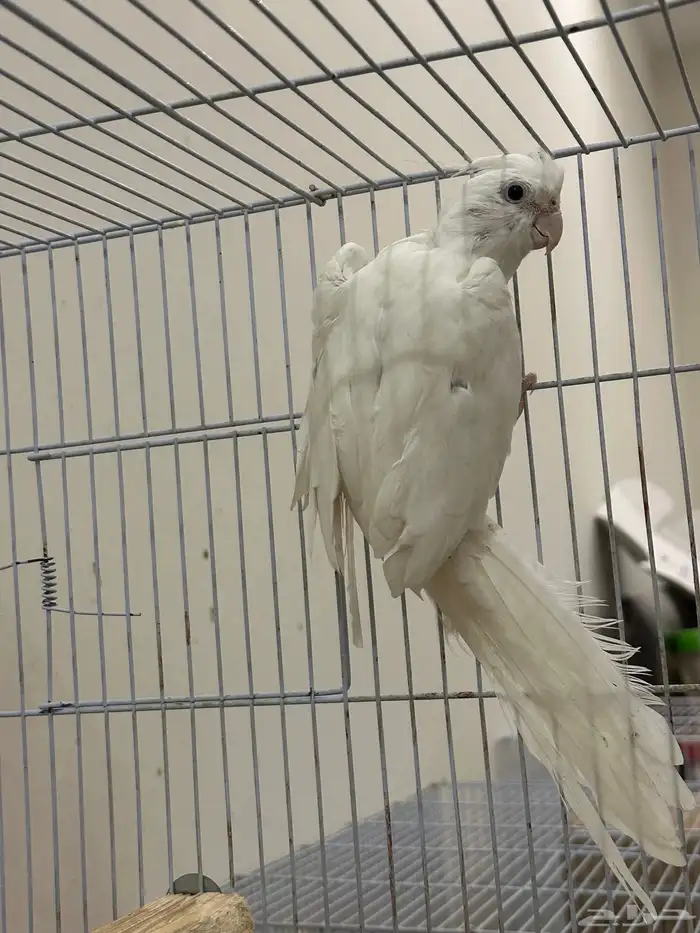 جوز كروان البينو 2